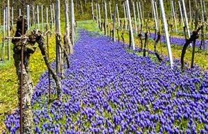 Müller Raphael, Urs und Rösli 