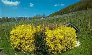 Müller Raphael, Urs und Rösli 