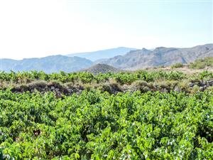 Forcada Bodegas Forcada Bodegas