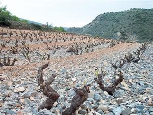 Forcada Bodegas Forcada Bodegas