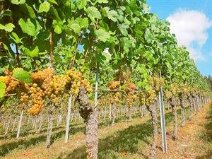 Mühlebach Patrick, Victor und Irene 