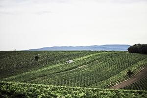 Kerschbaum Maria, by David Kerschbaum