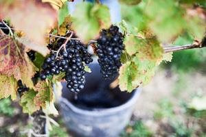 Kerschbaum Maria, by David Kerschbaum