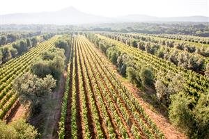 Poggio al Tesoro Poggio al Tesoro