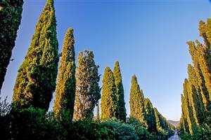 Poggio al Tesoro Poggio al Tesoro