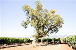 Poggio al Tesoro Poggio al Tesoro