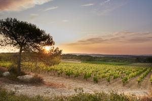 Pierre Chavin Pierre Chavin