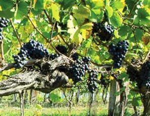 Johanneshof Reinisch Johanneshof Reinisch