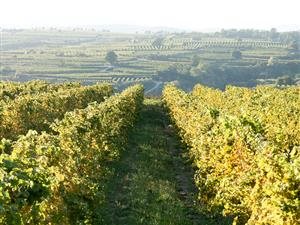 Vitikultur Moser (Sepp Moser)