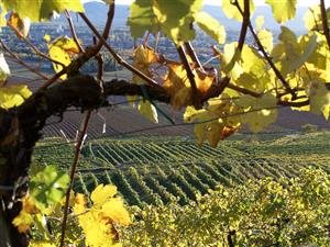 Vitikultur Moser (Sepp Moser)