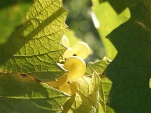 Vitikultur Moser (Sepp Moser)