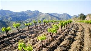 Sangenís i Vaqué Sangenís i Vaqué