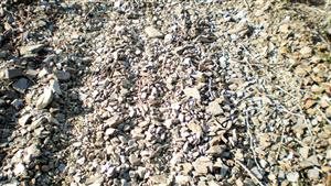 Sangenís i Vaqué Sangenís i Vaqué